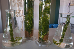 26_fotosynthese-1cs_03