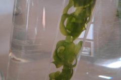 26_fotosynthese-1cs_04