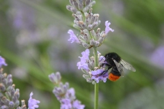 Lavendel